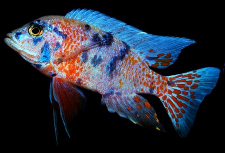  Аулонокара - Мультиколор - Белая Морфа